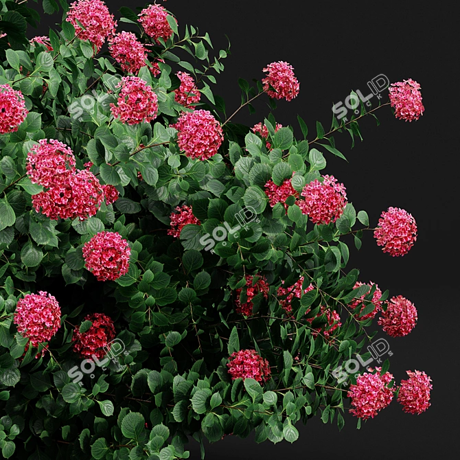 Huge Variety Bigleaf Hydrangeas in 4 Beautiful Colors 3D model image 5