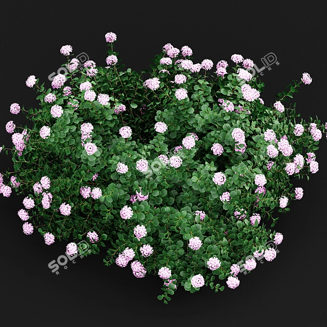 Huge Variety Bigleaf Hydrangeas in 4 Beautiful Colors 3D model image 6