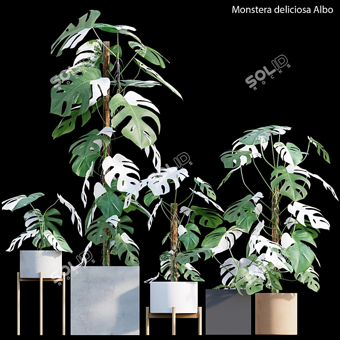 Rare Monstera Deliciosa Albo - Var 3D model image 1