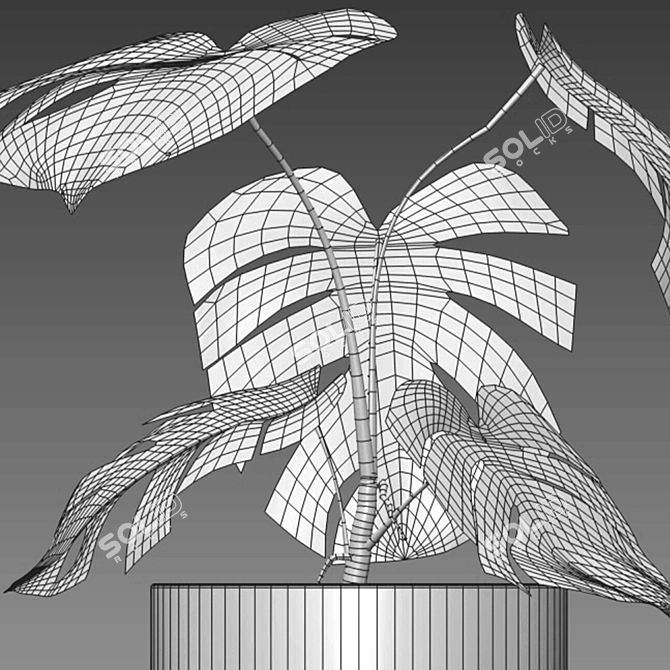 Rare Monstera Deliciosa Albo - Var 3D model image 2