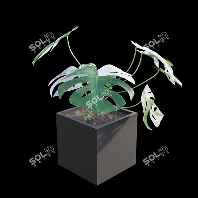 Rare Monstera Deliciosa Albo - Var 3D model image 3