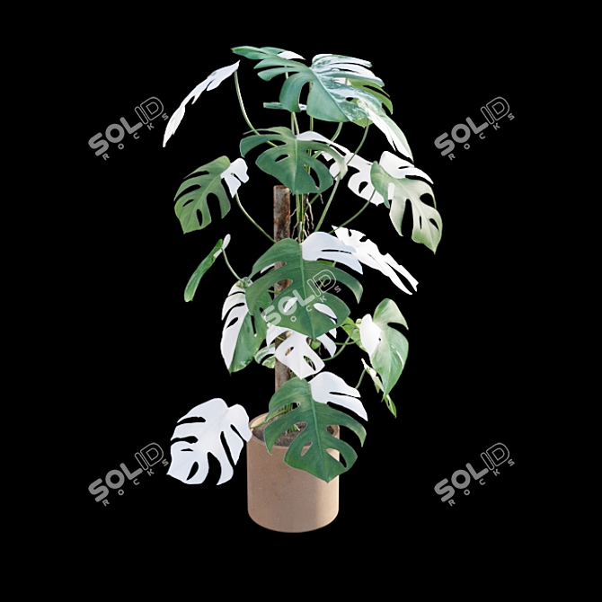 Rare Monstera Deliciosa Albo - Var 3D model image 4