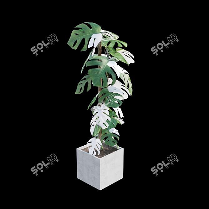 Rare Monstera Deliciosa Albo - Var 3D model image 5