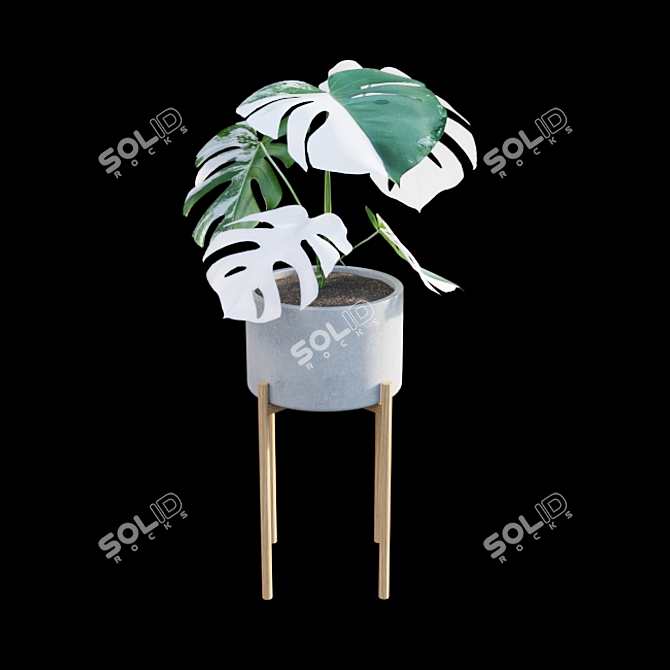 Rare Monstera Deliciosa Albo - Var 3D model image 6