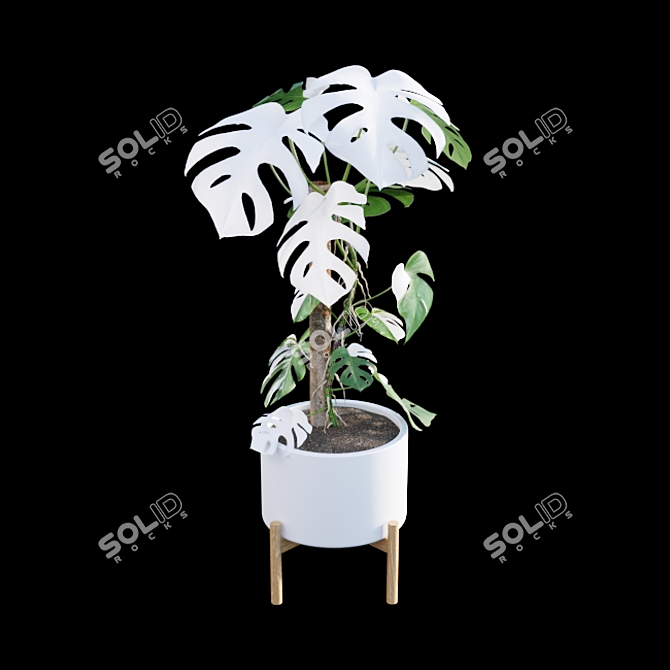 Rare Monstera Deliciosa Albo - Var 3D model image 7