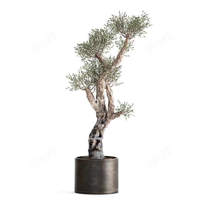 Exotic Olive Tree Collection 3D model image 3