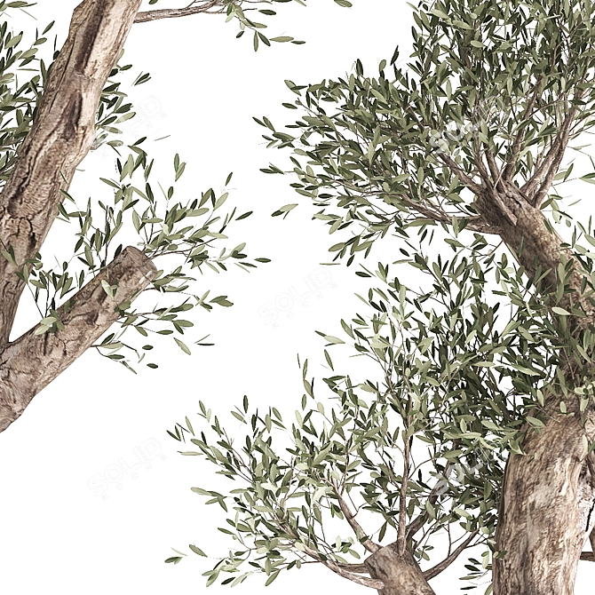 Exotic Olive Tree Collection 3D model image 5