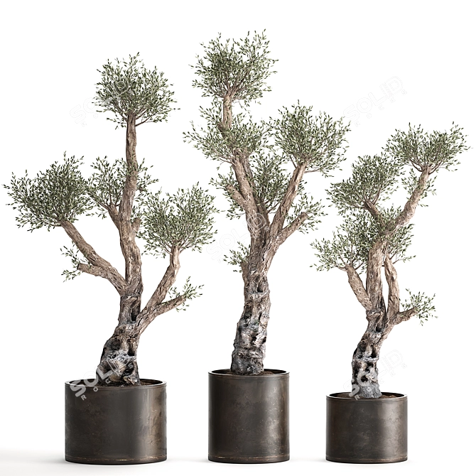 Exotic Olive Tree Collection 3D model image 6