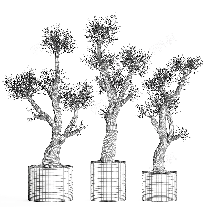Exotic Olive Tree Collection 3D model image 7