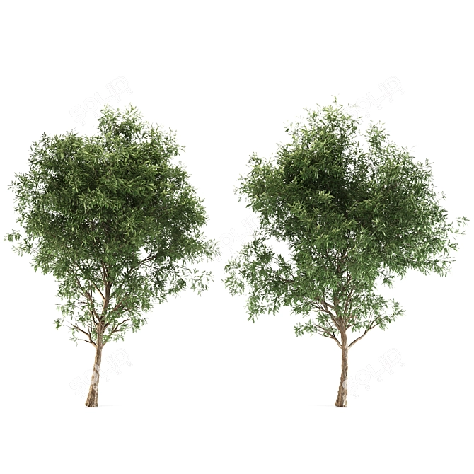 2 Ash Trees: Beautiful & Hardy 3D model image 2