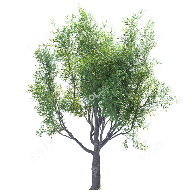 EcoTech Tree: Stunning Landscape Focal Point 3D model image 3