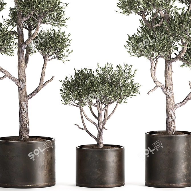 Tropical Olive Tree in Rusty Vase 3D model image 2