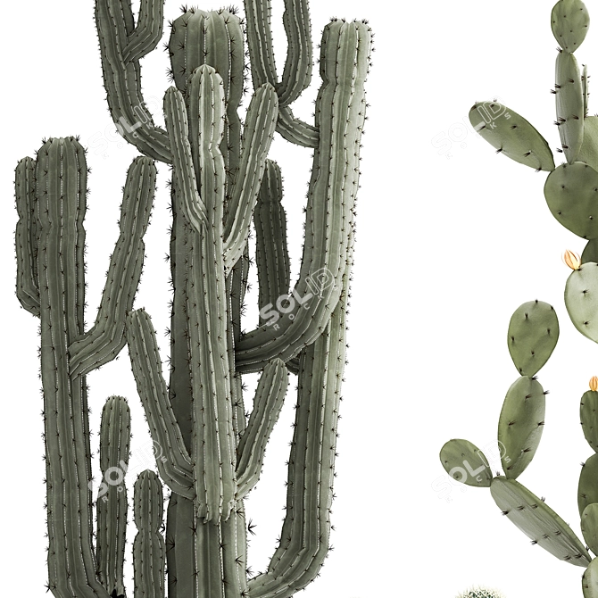 Exotic Cactus Collection in Stylish Metal Pots 3D model image 4