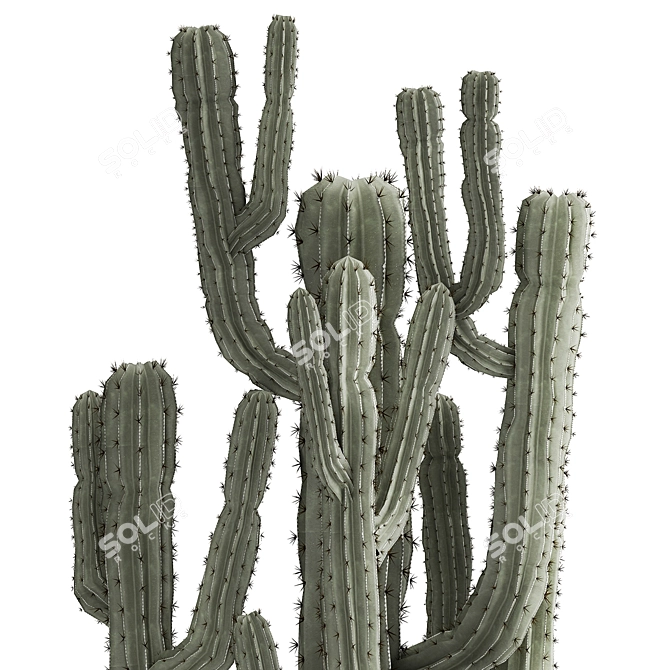 Exotic Cactus Collection in Stylish Metal Pots 3D model image 5