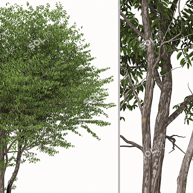 European Nettle Tree Set (2 Trees) 3D model image 3