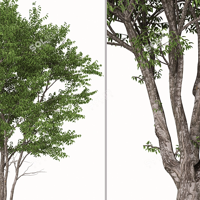 European Nettle Tree Set (2 Trees) 3D model image 4