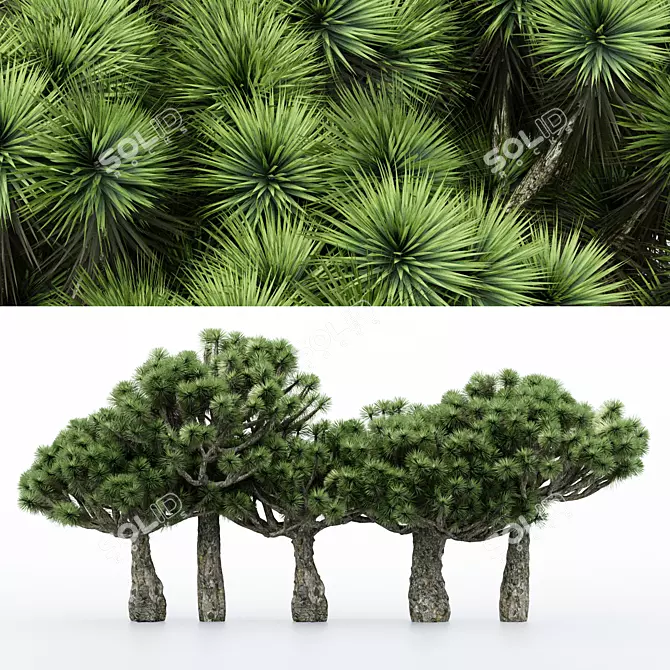 Variety of Dracaena Trees - 5 Different Sizes 3D model image 1