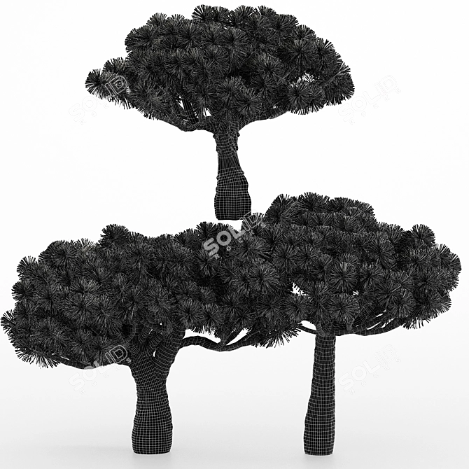 Variety of Dracaena Trees - 5 Different Sizes 3D model image 3