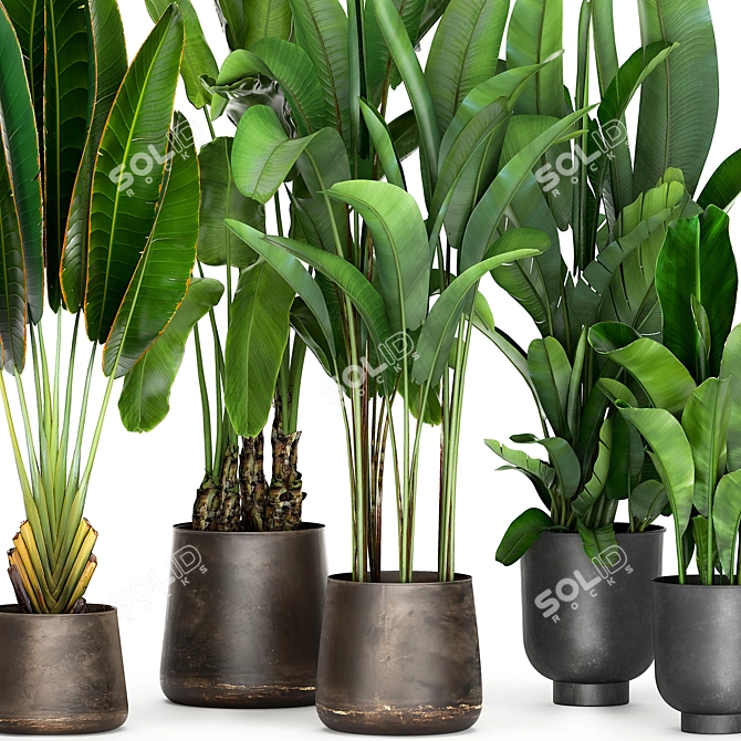 Tropical Plant Collection: Exotic Palms & Ravishing Strelitzia 3D model image 2