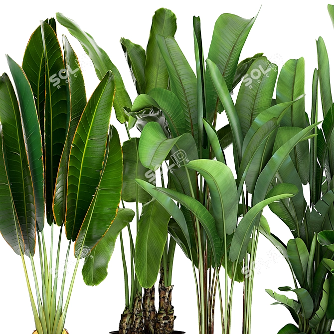 Tropical Plant Collection: Exotic Palms & Ravishing Strelitzia 3D model image 3