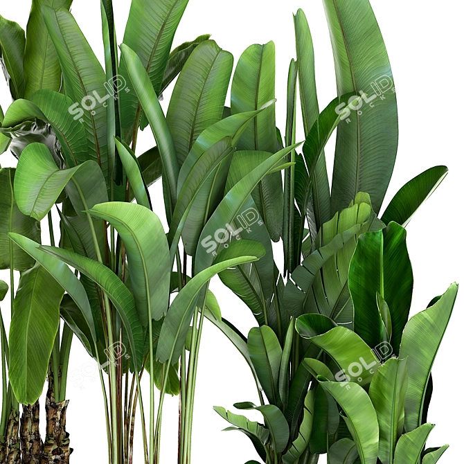 Tropical Plant Collection: Exotic Palms & Ravishing Strelitzia 3D model image 4