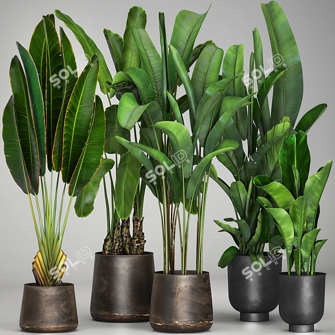 Tropical Plant Collection: Exotic Palms & Ravishing Strelitzia 3D model image 5