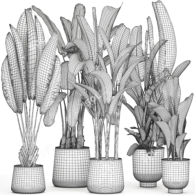 Tropical Plant Collection: Exotic Palms & Ravishing Strelitzia 3D model image 6