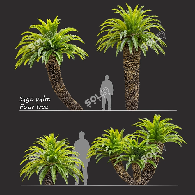 Lush Cycas Revoluta Palm 3D model image 1