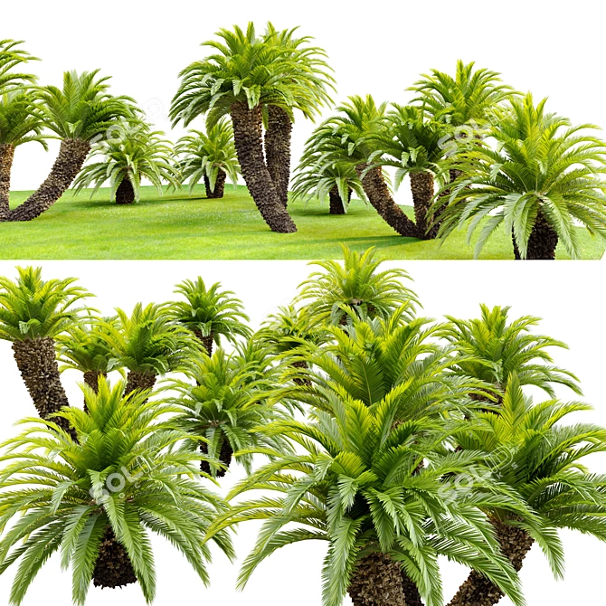 Lush Cycas Revoluta Palm 3D model image 3