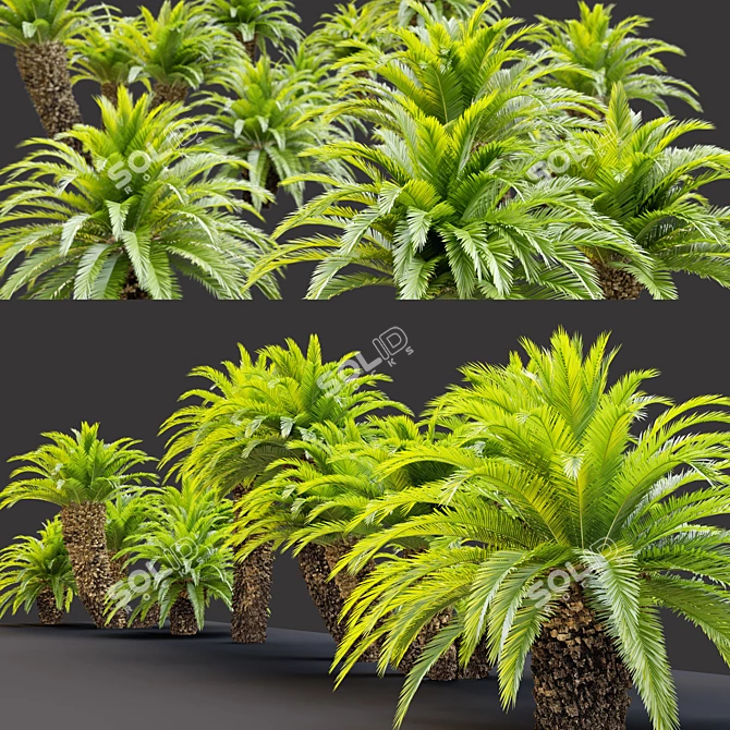 Lush Cycas Revoluta Palm 3D model image 5