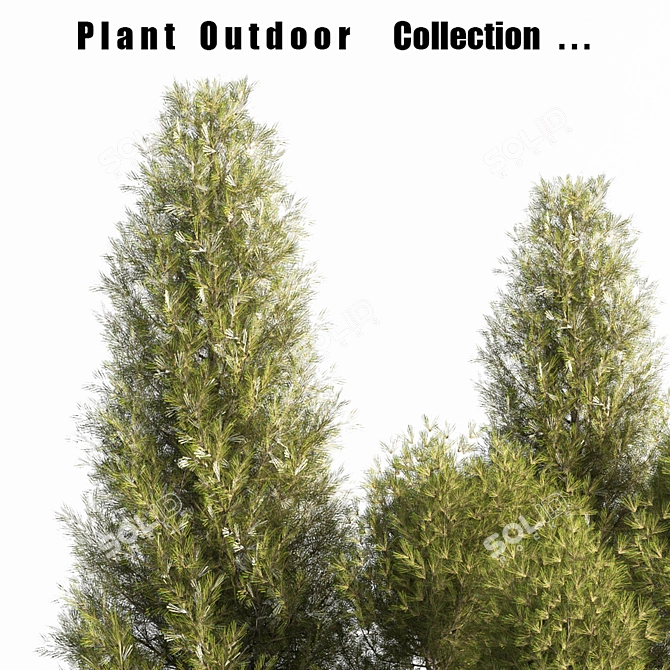 Outdoor Plant Set 2015: Stylish, Durable & Versatile! 3D model image 3