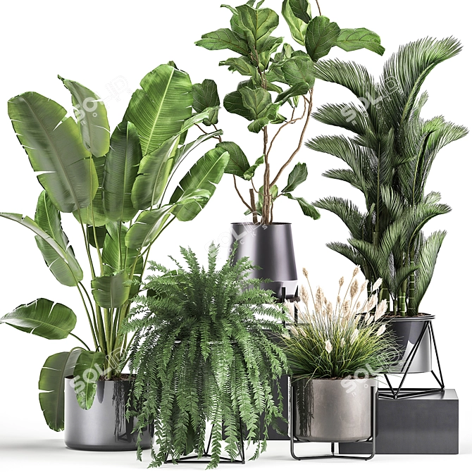 Exotic Plant Collection: Palms, Ferns, and Bananas 3D model image 1