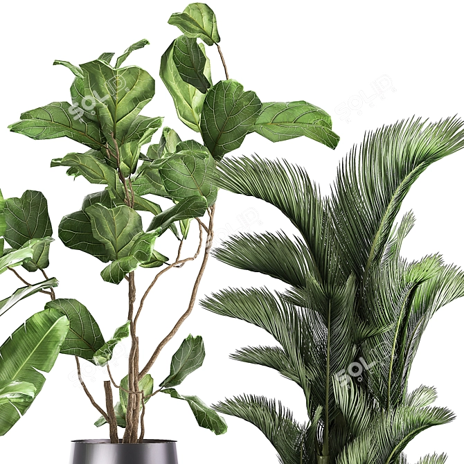 Exotic Plant Collection: Palms, Ferns, and Bananas 3D model image 4