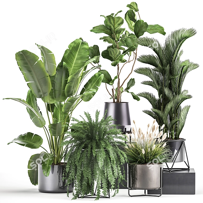 Exotic Plant Collection: Palms, Ferns, and Bananas 3D model image 6