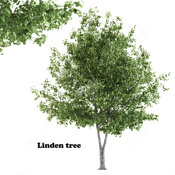 Giant Linden Tree Sculpture 3D model image 1