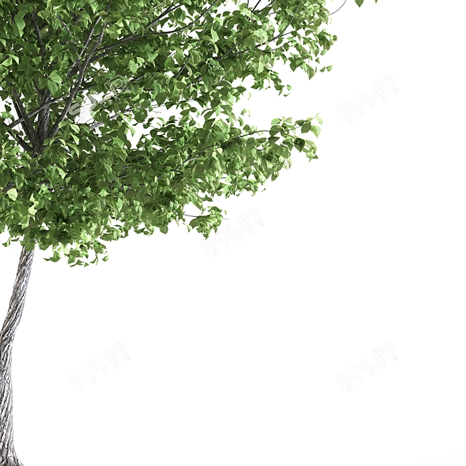 Giant Linden Tree Sculpture 3D model image 3