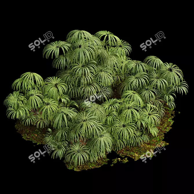 Matonia Pectinata: Elegant Fern Collection 3D model image 1