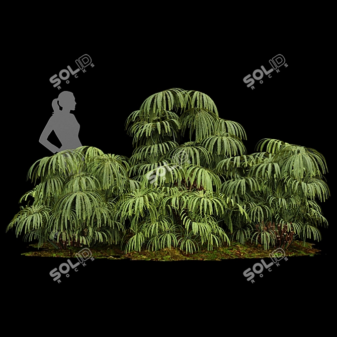 Matonia Pectinata: Elegant Fern Collection 3D model image 2