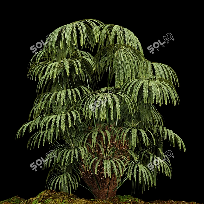 Matonia Pectinata: Elegant Fern Collection 3D model image 3