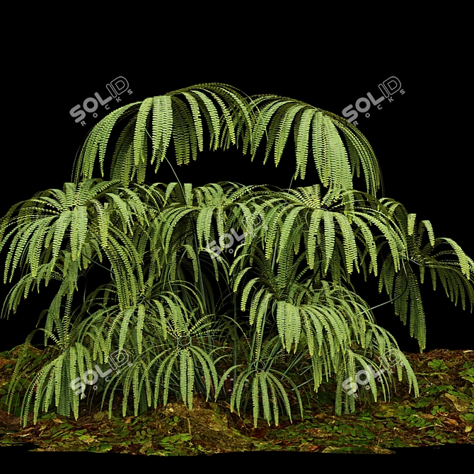 Matonia Pectinata: Elegant Fern Collection 3D model image 4