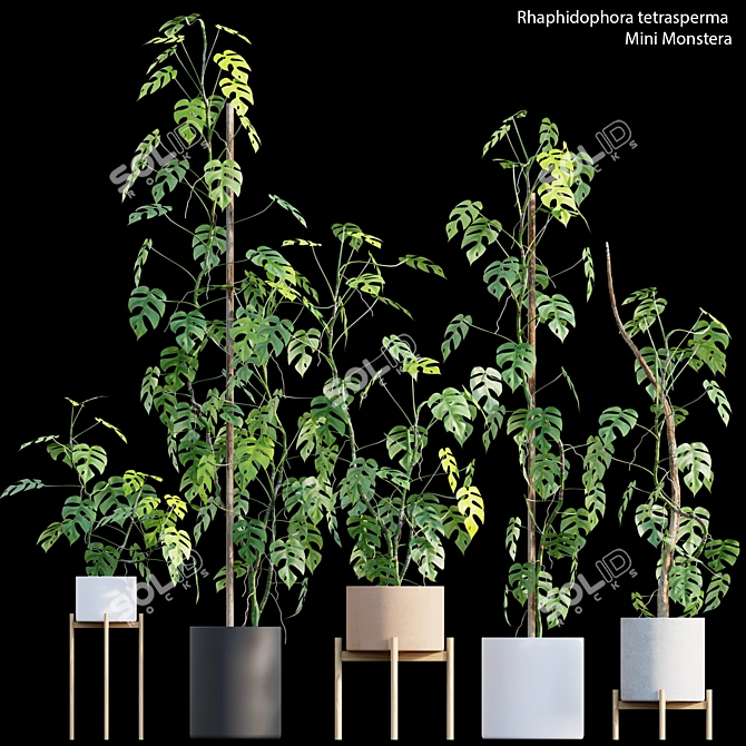 Mini Monstera - Indoor Jungle Vibes 3D model image 1