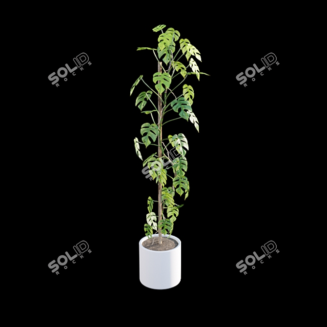 Mini Monstera - Indoor Jungle Vibes 3D model image 4