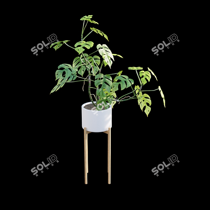 Mini Monstera - Indoor Jungle Vibes 3D model image 6