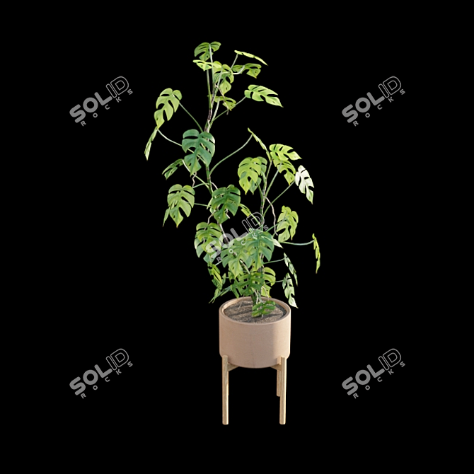 Mini Monstera - Indoor Jungle Vibes 3D model image 7