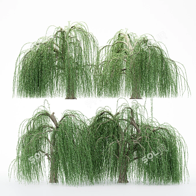 4 Willow Trees | 9.5m - 10.5m | 3D Models 3D model image 1