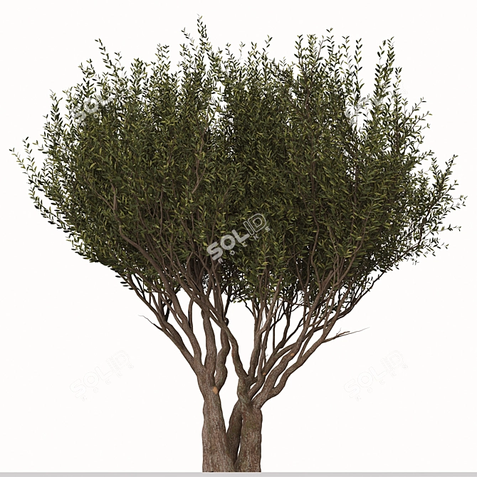 Evergreen Arbutus unedo Tree Set 3D model image 2