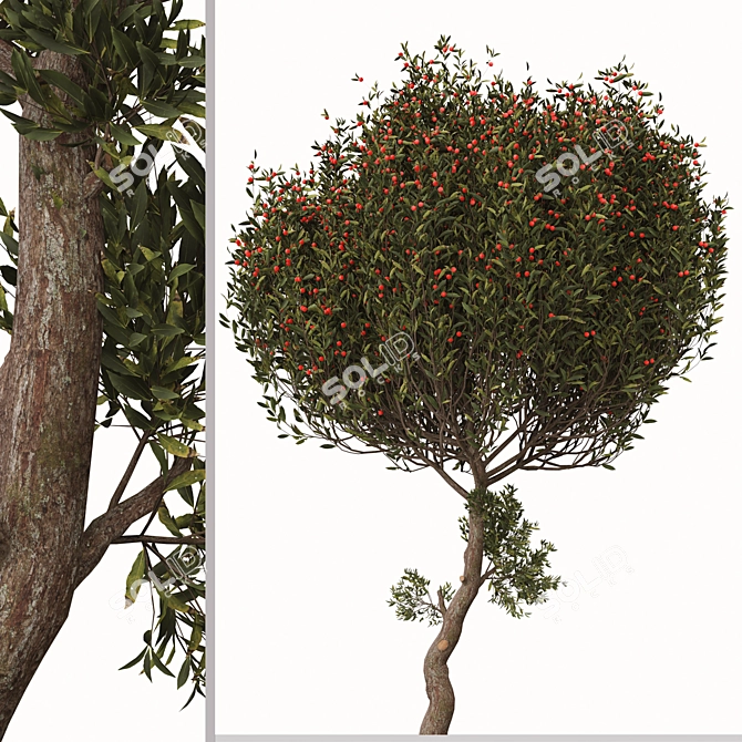 Evergreen Arbutus unedo Tree Set 3D model image 3