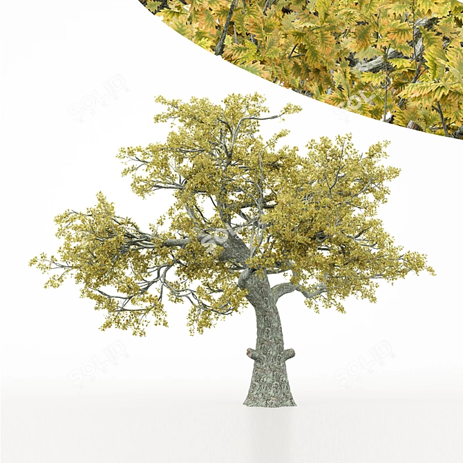 Autumn Oak Tree 3D Model 3D model image 1