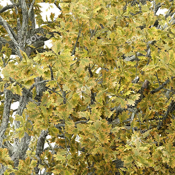 Autumn Oak Tree 3D Model 3D model image 2