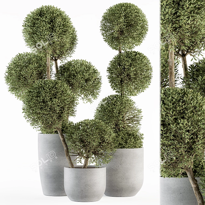 Elegant Topiary Ball Plant Set 3D model image 1